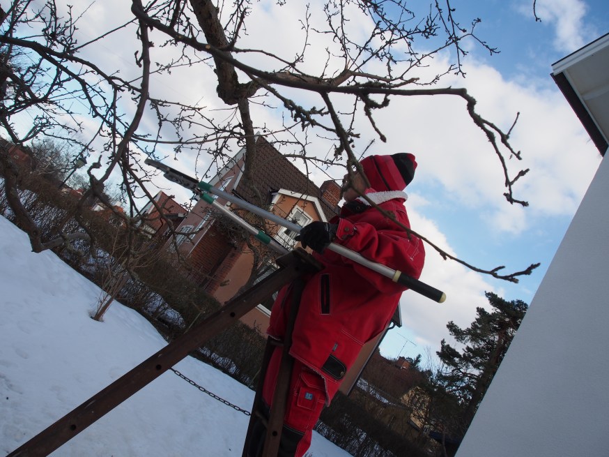Träning för trädbeskärning
