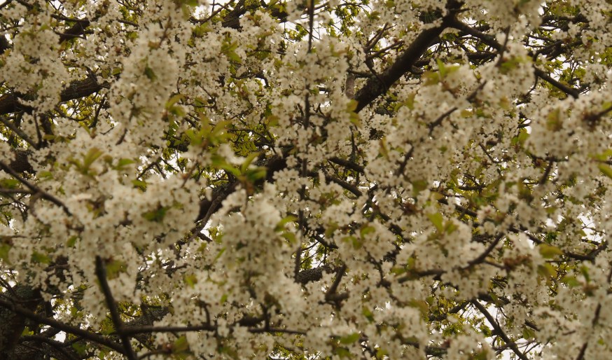 Pingst - Hänryckningens tid är inne