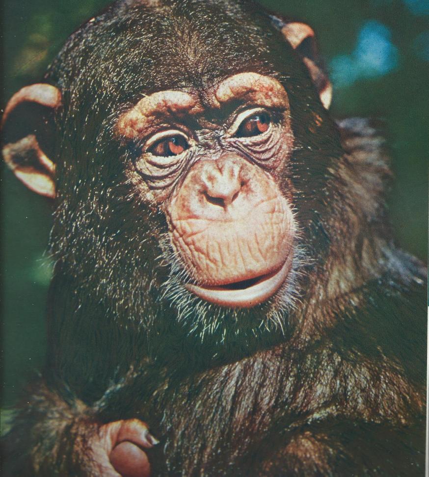 Tarzan på Landsvägsgatan i Göteborg