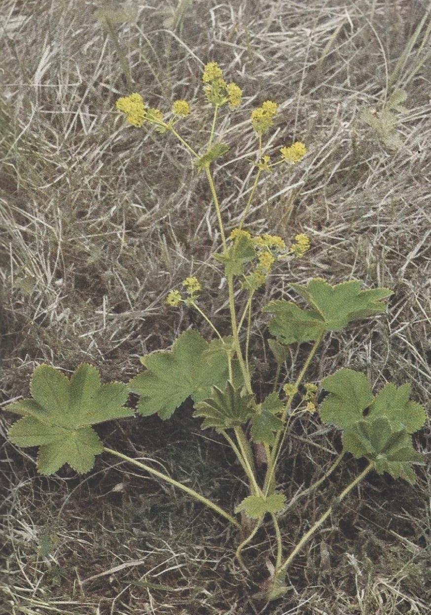 En daggkåpa i min hand