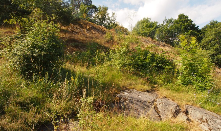 Blommensbergsbacken - En övergiven beteshage