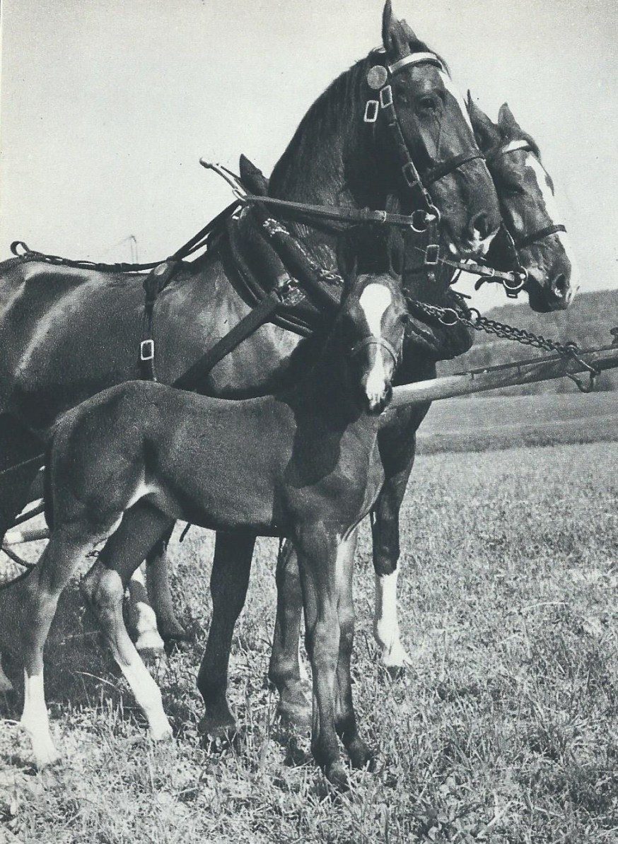 En häst och en tobaksaffär vid Djupedalsgatan i Göteborg