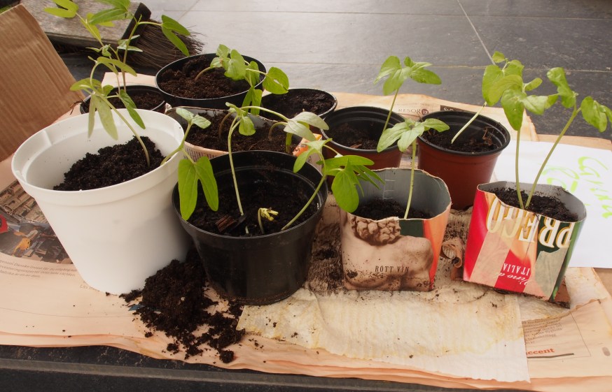 Ipomea och andra klängväxter