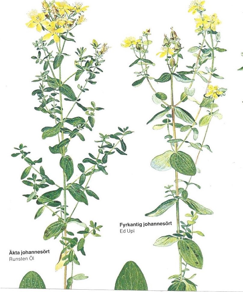 Johannes Döparens dag och hans gula blomma