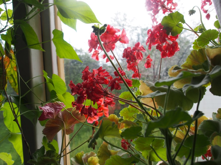 Ipomea hemma hos mig