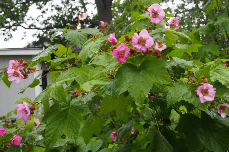 Rosenhallon – ”och häcken växte kämpahög . . . ”