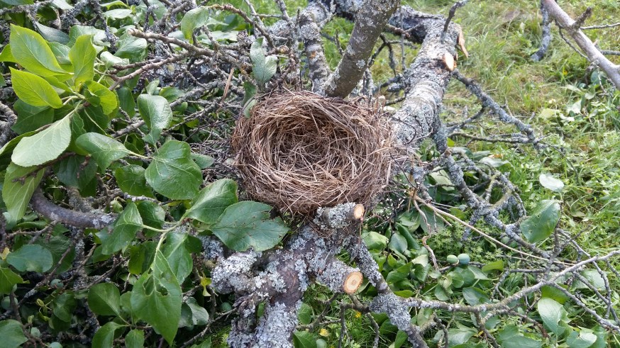 Fågelbo plommomträd2016-07-20 16.13.46