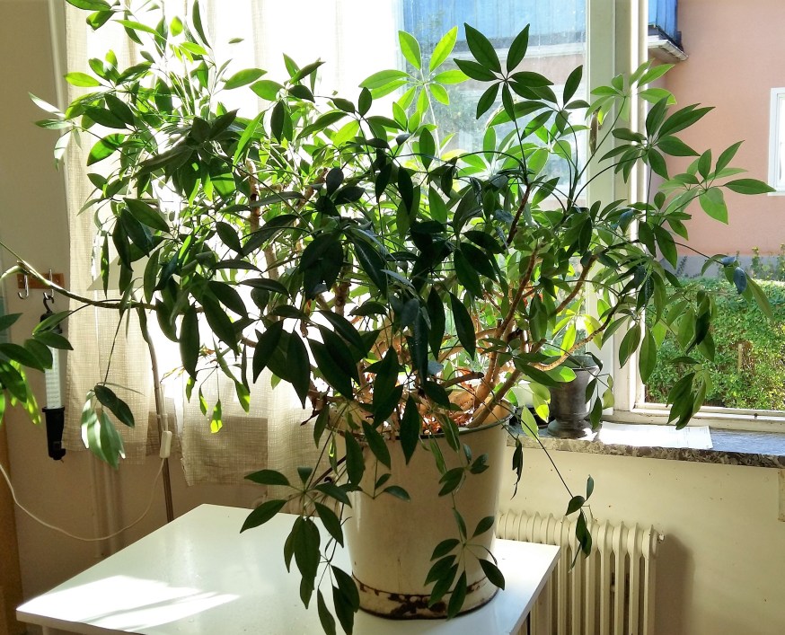 krukvaxt-fran-aspudden